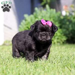 Amy, French Bulldog Puppy